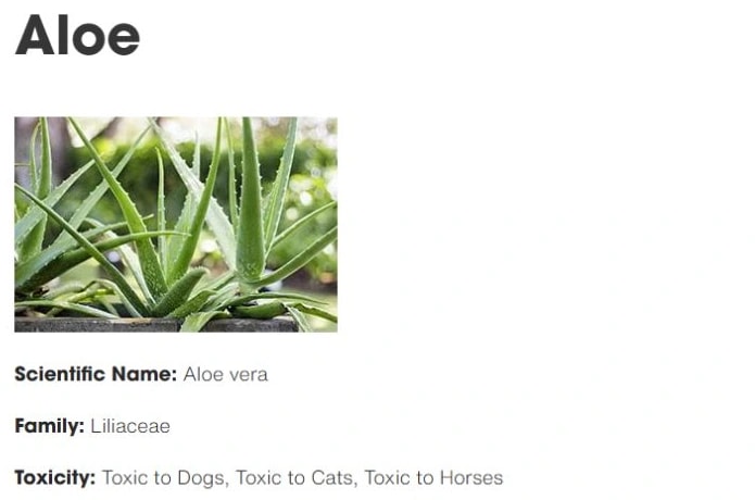 ASPCA Aloe vera entry with a photograph, scientific name and toxicity warning for dogs.