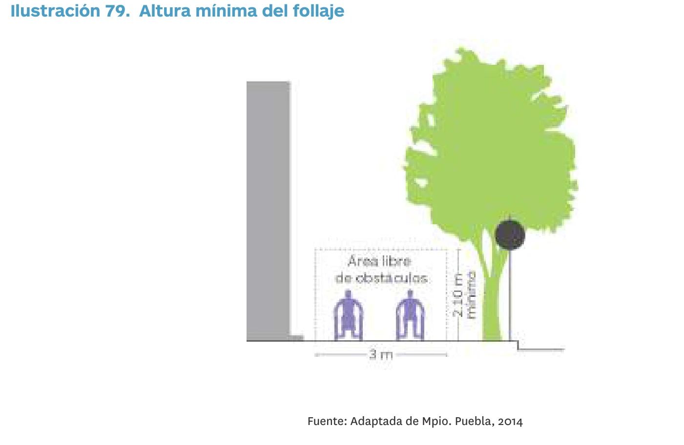 Diagrama de un árbol junto a una banqueta con una franja peatonal libre de obstáculos y altura libre del follaje.